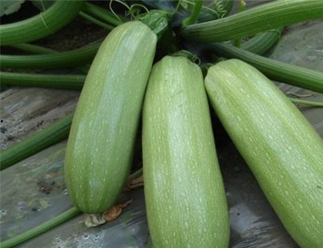 圆瓜怀孕可以吃吗早期吃,安全与营养两不误